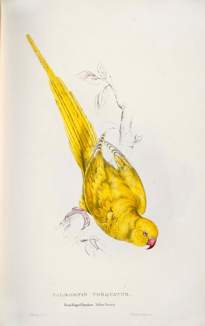 Psittacula Krameri by Edward Lear